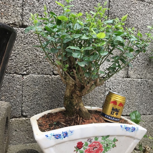 横州市虎头茉莉 有喜欢上的吗