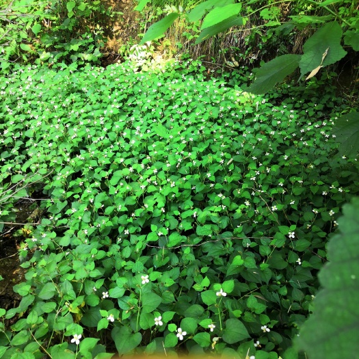 霍山县 鱼腥草
