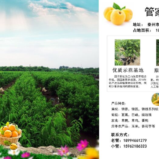 泰州 黄桃:锦香 锦园 锦绣