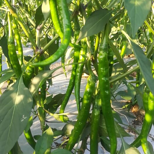 汉中 陕西新鲜无公害绿色二荆条辣椒 汉中优质辣椒