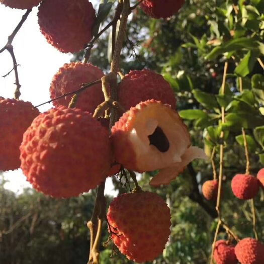 郁南县 荔枝的珍品――桂味