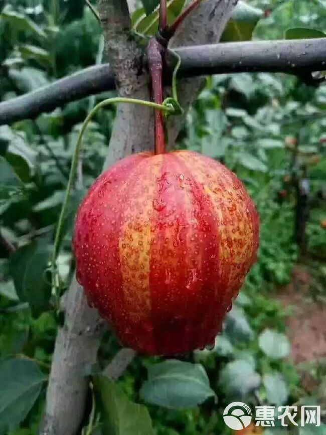 陕西大荔彩虹梨现摘现发新鲜诱人