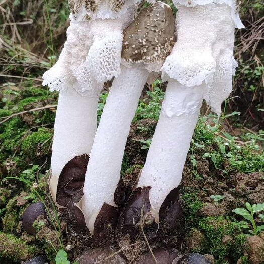 建瓯市 竹荪便宜卖了