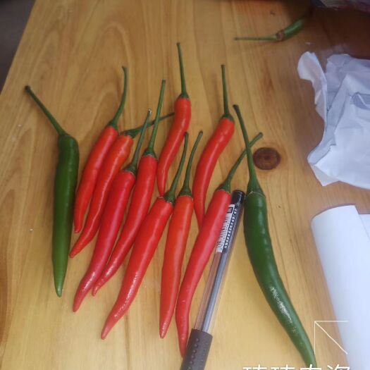 文山市 新鲜朝天椒，大量刚上市，寻求收购商老板，合作双赢