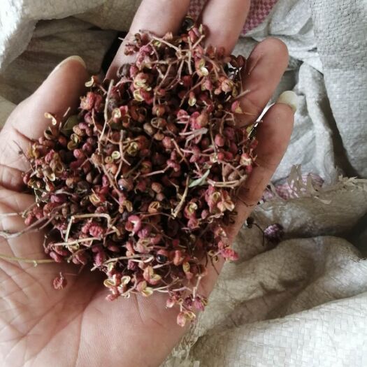 涉县 自家花椒