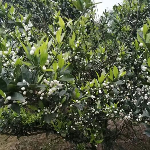 石门县 石门橙子
