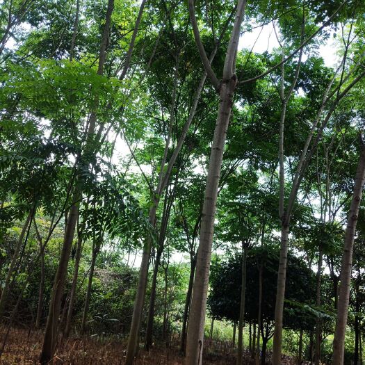 益阳普通栾树