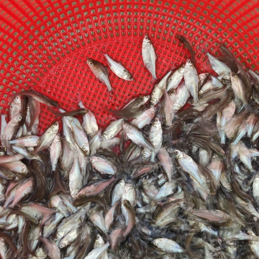 博罗县 海边鱼/边鱼/武昌鱼苗