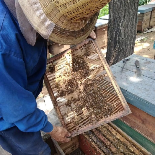 迁安市 自家养的易峰，大量销售枣花蜜，价钱便宜，需要联系
