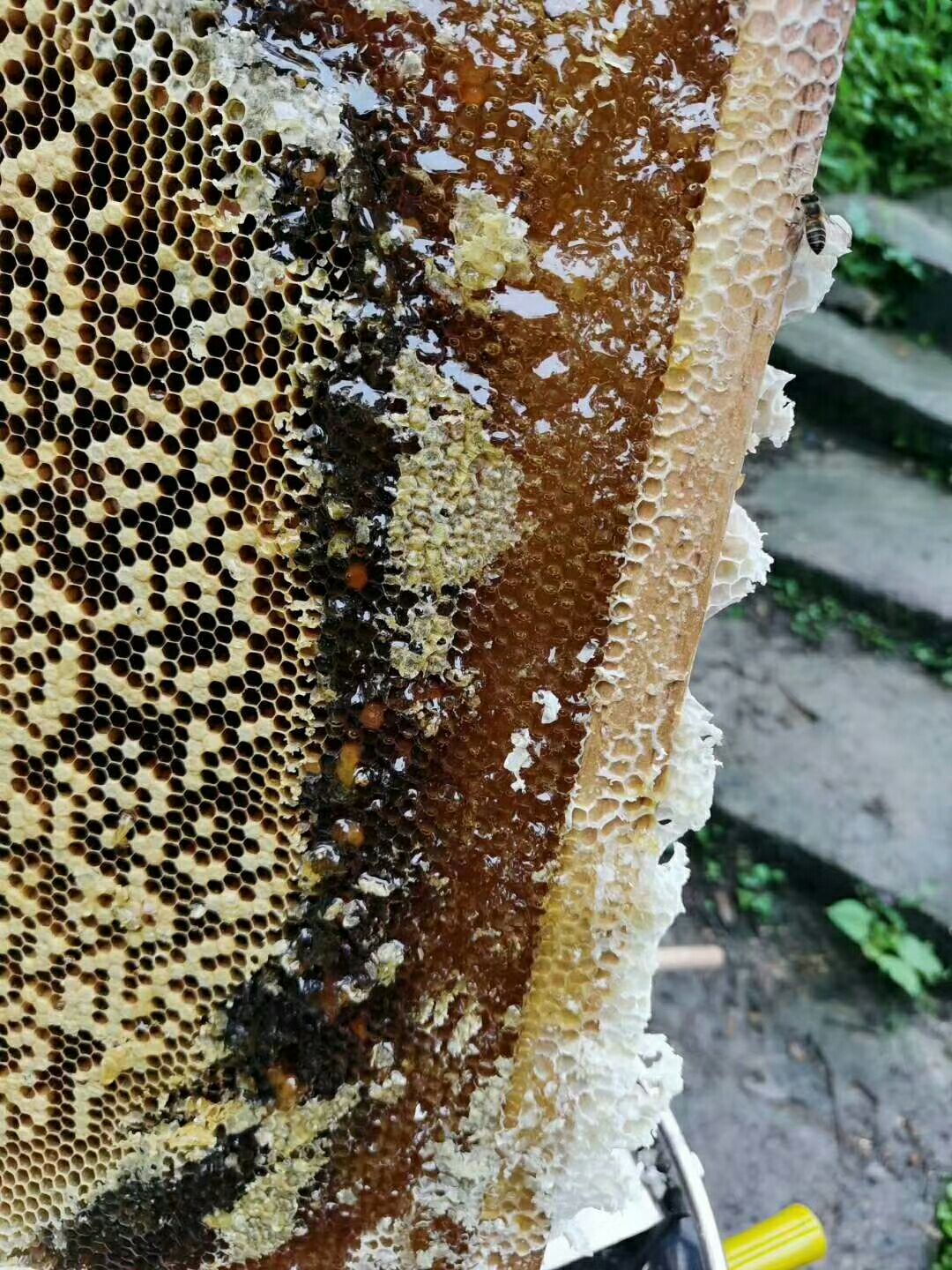 威信县红花蜂蜜 2年以上 42