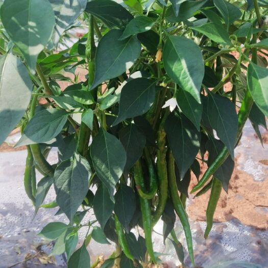 二荆条辣椒 二荆条批发，线椒批发