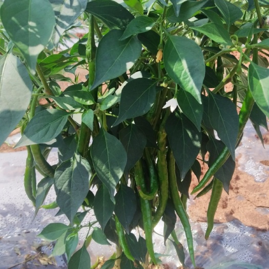 大英县二荆条辣椒 二荆条批发，线椒批发