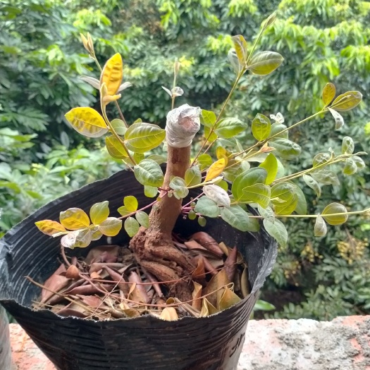 灵山县 桃金娘苗
全身是宝
叶可止泻
根做药材
花可观赏
果可食用