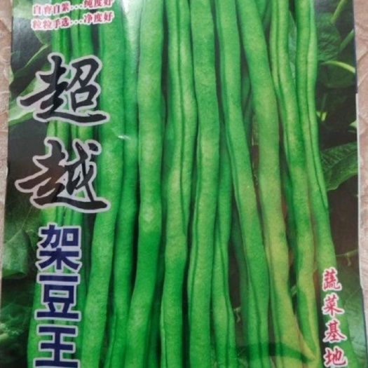 郑州 四季豆种子高田（超越）架豆王基地专用！无限生长型！