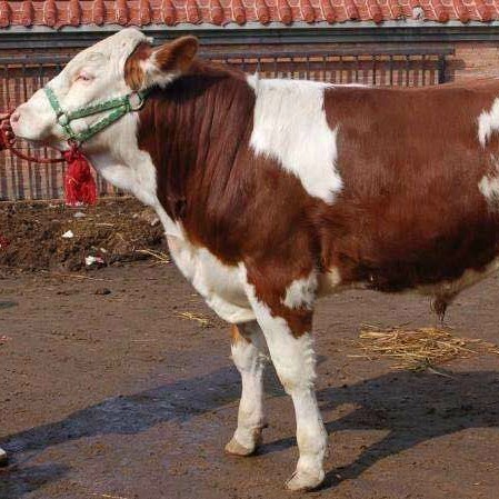 嘉祥县 改良西门塔尔牛 出肉率高