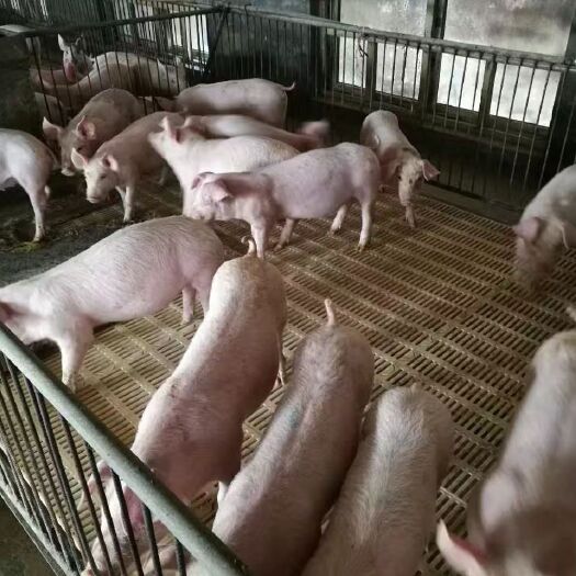 安丘市外三元仔猪  山东仔猪繁育养殖基地供应:三元仔猪，猪崽，母猪健康发展供检疫