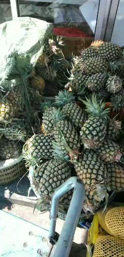 牛奶凤梨 海南热带凤梨