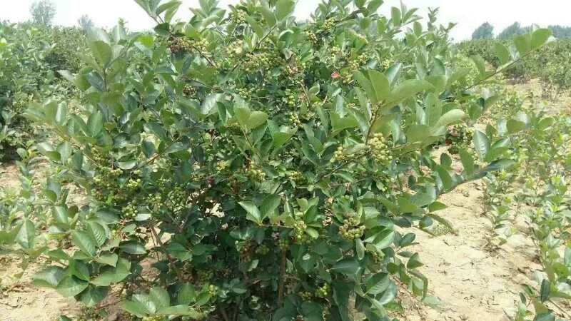 凌海市 1-5年黑果花楸苗