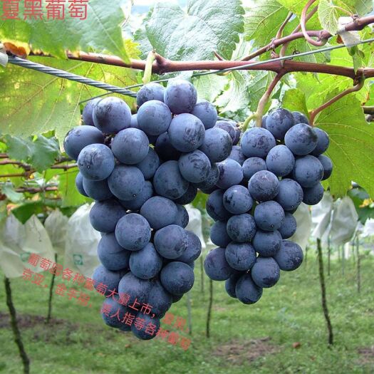 东海县 葡萄园直销.