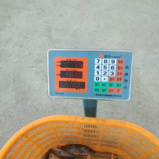 钟祥市 班鳜鳜鱼