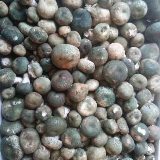 丘北县黄牛肝菌 黄牛肝奶浆菌大量上市，