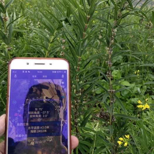 威宁县 2500黄精