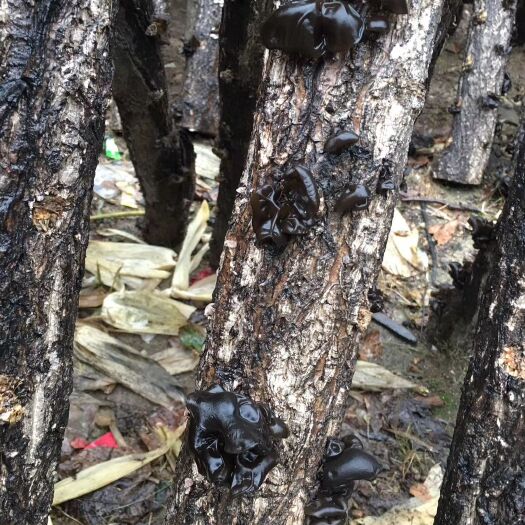 南漳县特产山珍 椴木 黑木耳干货 500 椴木木耳