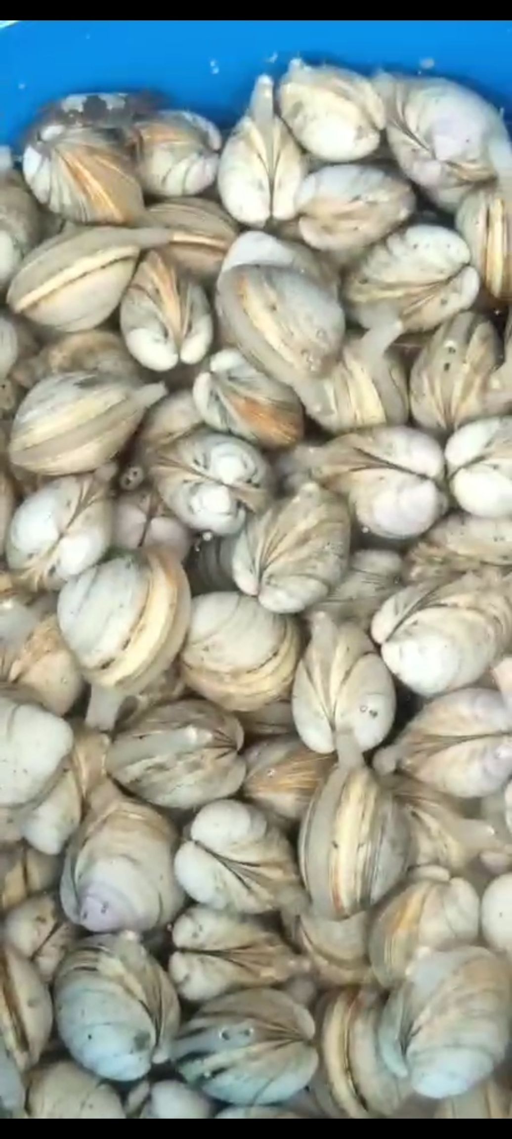  自家船打的泥滩白蚬子保肥保鲜