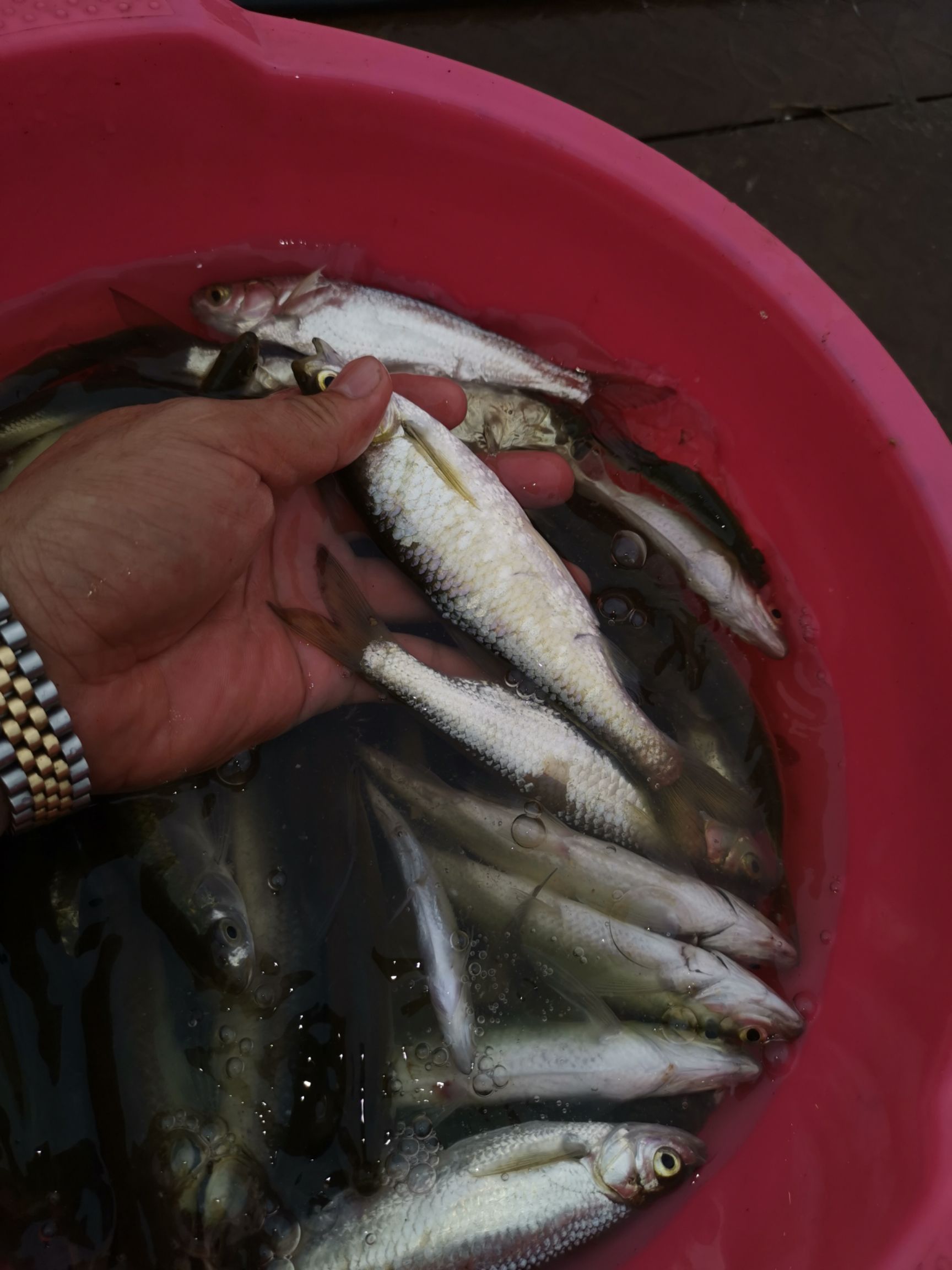 丹江鎮翹嘴鮊 刁子魚,麥鯪魚