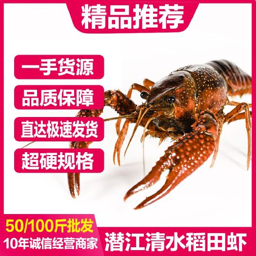 潜江市 潜江稻田清水小龙虾，诚信经营量大从优！极速发货
