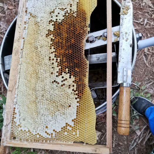 贺州 自家中蜂蜂蜜土蜂蜜深山百花蜜