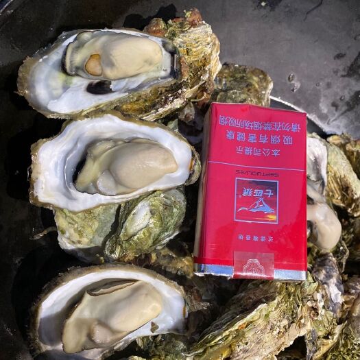 诏安县漳州牡蛎 海水 3-4两/只 鲜活水产