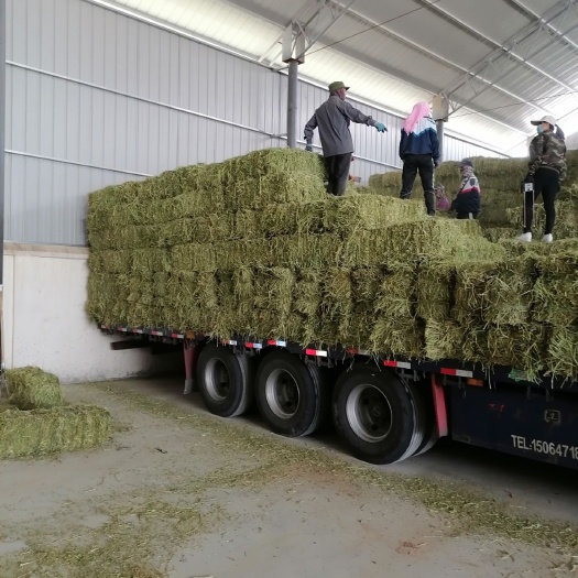 山丹县干草 优质高原燕麦草苜蓿草！