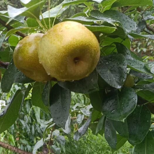  正宗建宁翠冠梨黄花梨