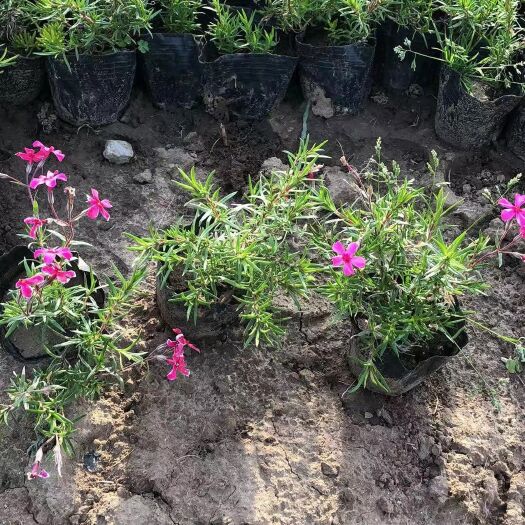 青州市绣球  多年生宿根草本；茎直立，花期三月/十月