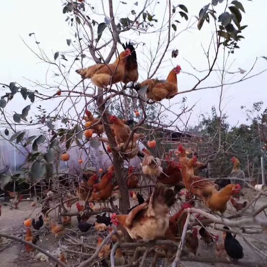 土鸡苗  土鸡有称乎上树鸡肉质鲜嫩爽口肉质光滑