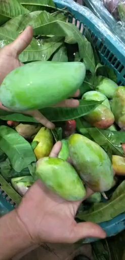 万宁市 海南芒果