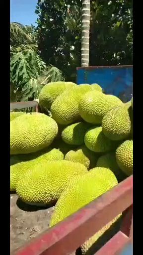 万宁市海南菠萝蜜 果园一线货，现摘现发
