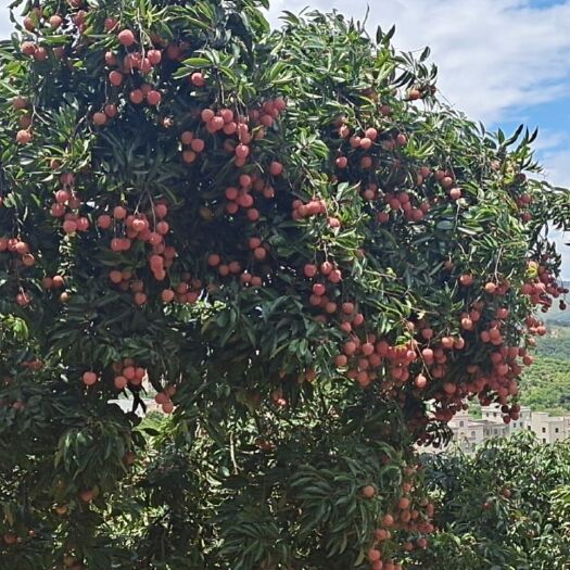 桂平市禾荔荔枝 和荔代收