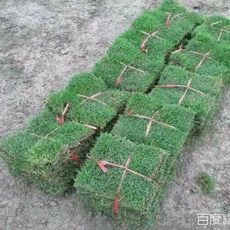 宾阳县马尼拉草皮 马尼拉