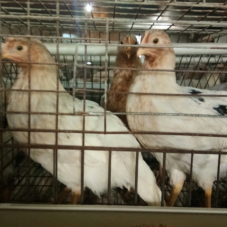 优质罗曼灰蛋鸡青年鸡