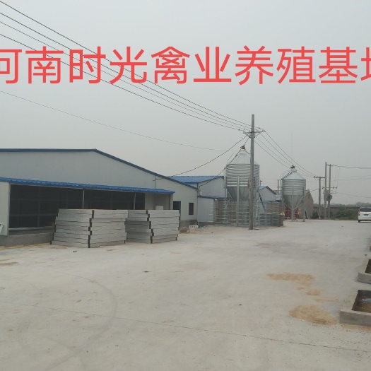 新郑市 河南新郑时光禽业孵化场，常年提供优质鸡苗k9青脚良凤花
