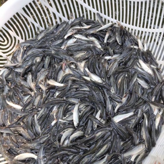 南宁 麦鲮鱼苗，土鲮鱼苗，鲮鱼苗，赤眼鲮鱼苗
