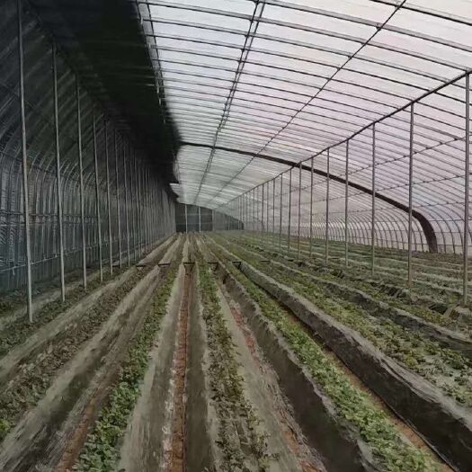 天津 蔬菜大棚骨架，养殖大棚