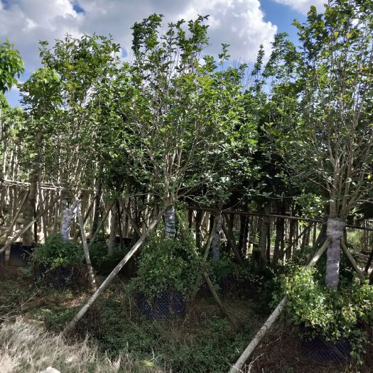紫玉兰 城市花园有它更加有色彩