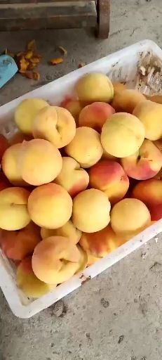  安徽黄桃，83，5号，19等，对接电商，食品加工厂。