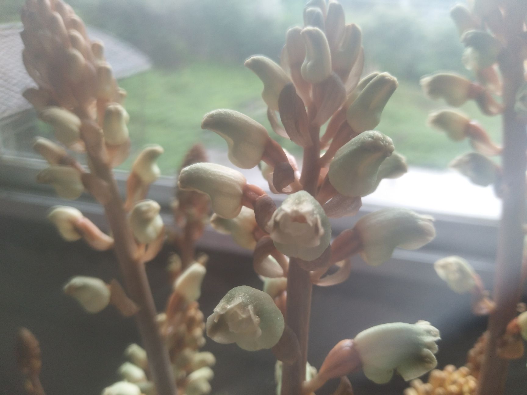 天麻种子 乌天麻种果，一代优质乌天麻种苗，授粉做种专用！