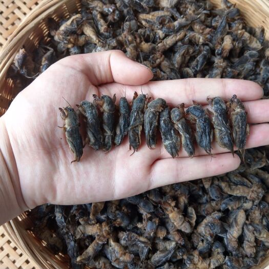 广州现货）蝼蛄 蝲蝲蛄 拉姑 土狗仔 全国发货现货供应