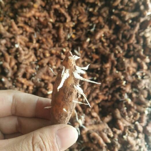  姜黄，郁金