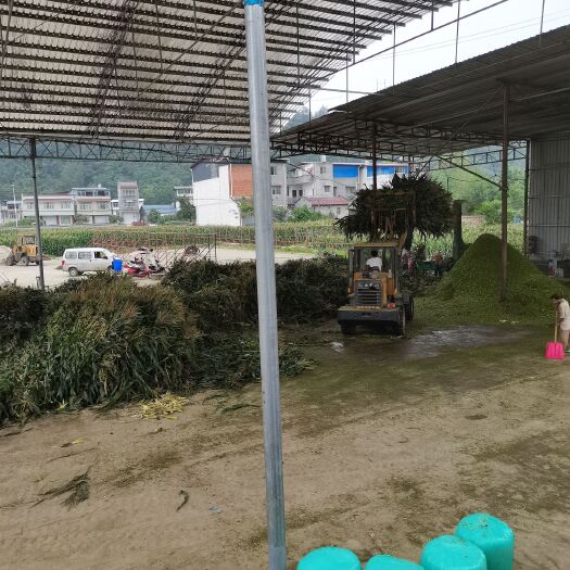 三台县玉米青贮草 青储牛羊草料